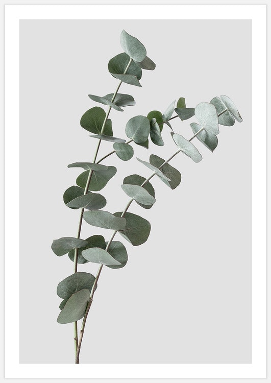 Eucalyptustavla, Tavla med Eucalyptus med vit marginal, Fotograferad av Insplendor Art Studio i Sverige.
