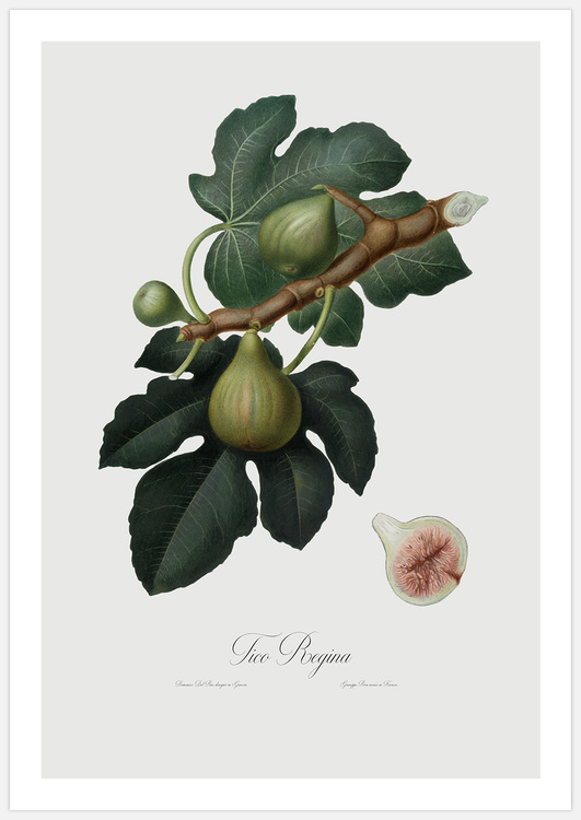 Fig – Fine Art Print