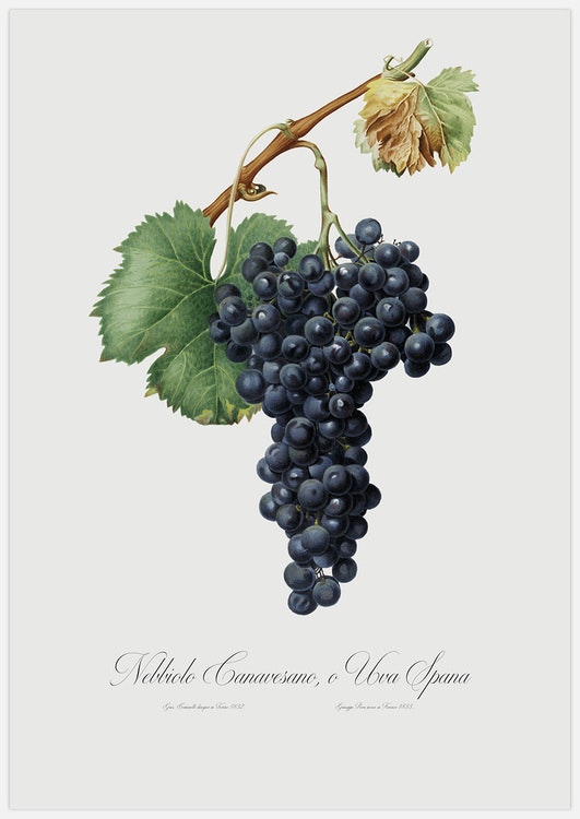 Blue Grapes – Fine Art Print