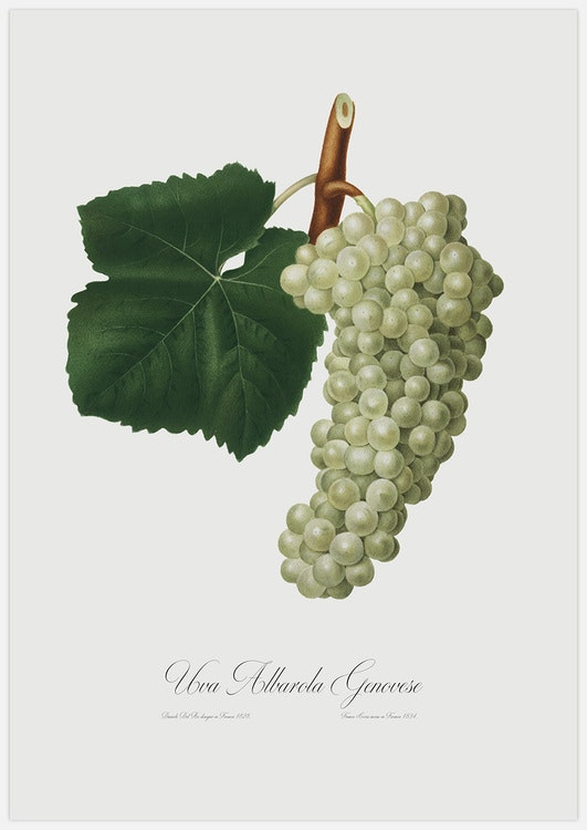 Green Grapes – Fine Art Print