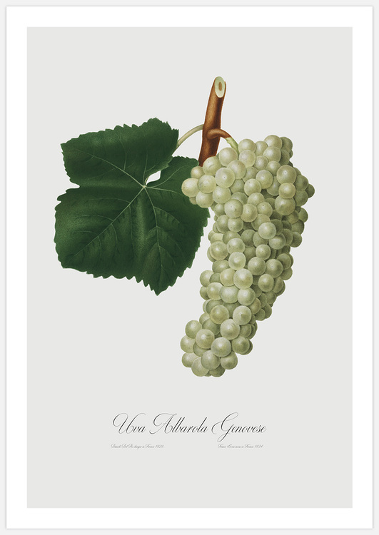 Green Grapes – Fine Art Print