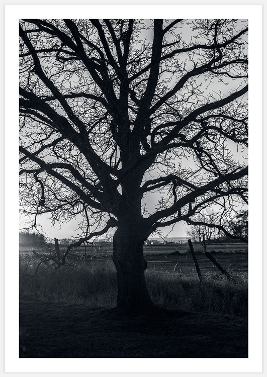 Tree Sculpture – Fine Art Print