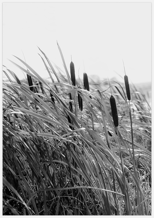 Tavla Summer breeze, Vasstavla i svartvitt, foto Insplendor art studio.