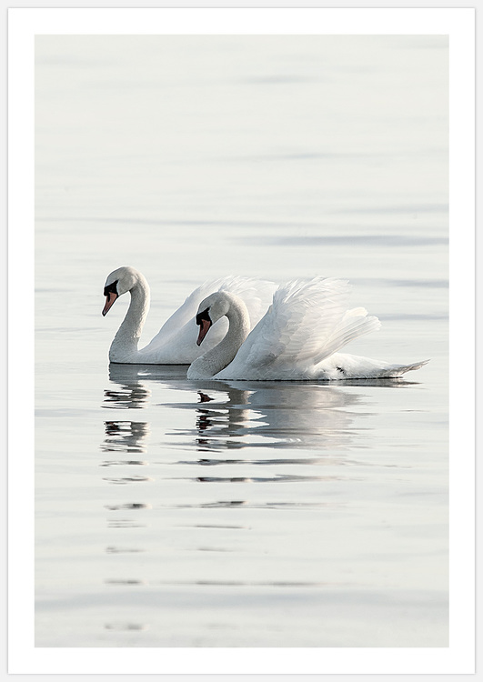 Tavla med svanar, Art Print Swan Love, foto av Insplendor Art Studio i Sverige.