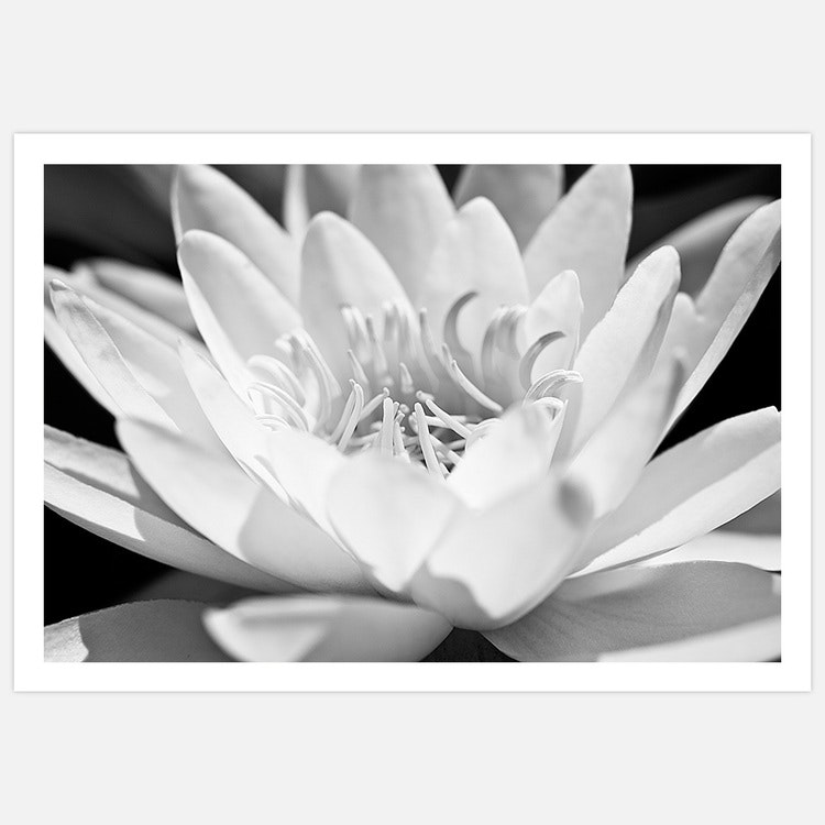 Water Lily close-up Art Print