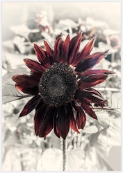 Red Sunflower Art Print