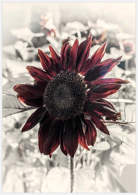 Red Sunflower Art Print