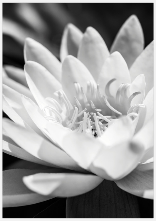 Tavla med näckros i svartvitt, White Water Lily Art Print, foto av Insplendor Art Studio.