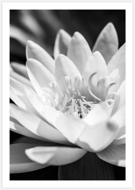 White Water Lily Art Print