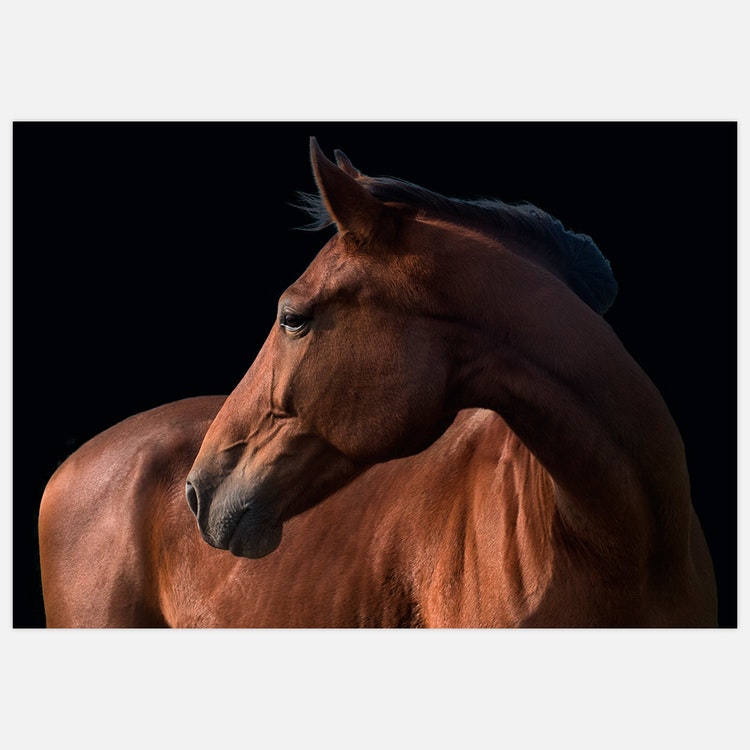 Beautiful Horse – Fine Art Print