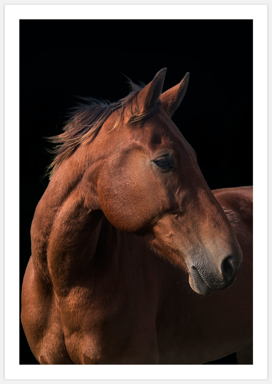 Horse – Fine Art Print