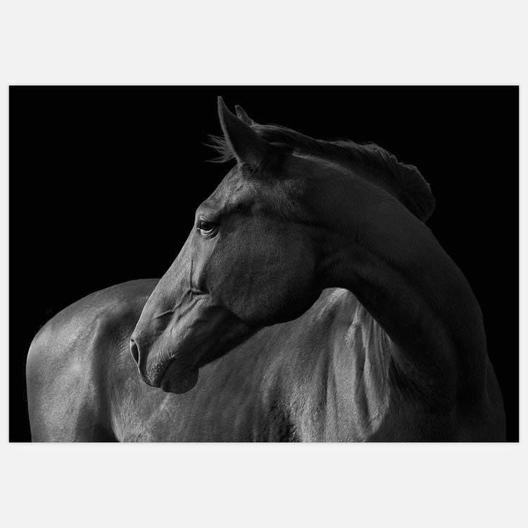 Horse black & white Art Print