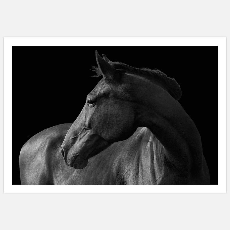 Horse black & white Art Print