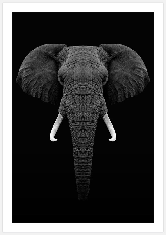 Elephant close up – Fine Art Print