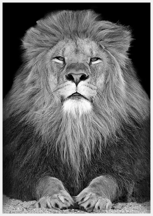 The Lion King – Fine Art Print