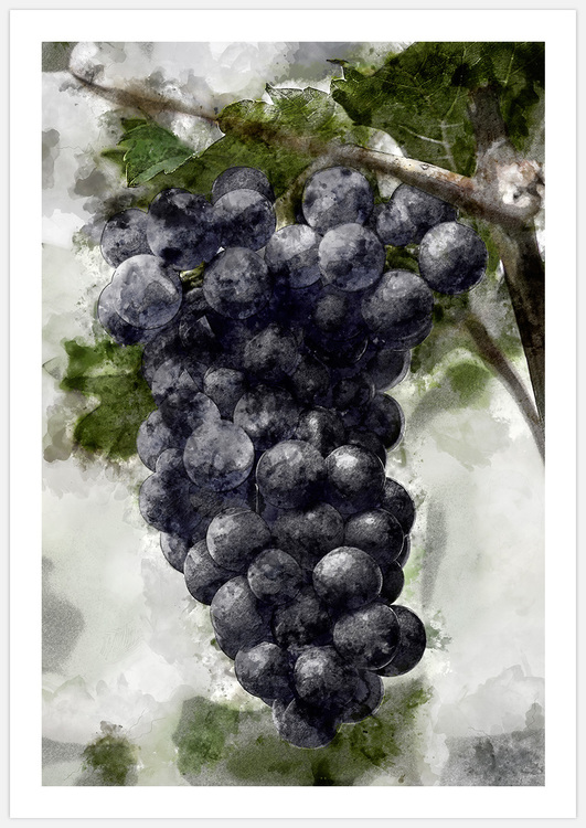 Tavelvägg Grapes & Wine inspiration – Fine Art Print