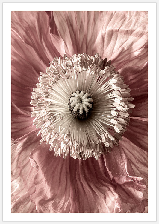 Flower Heart – Fine Art Print