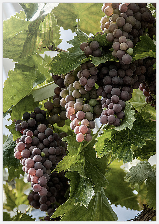 Concord Grape – Fine Art Print