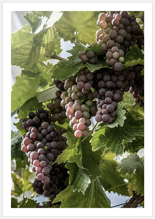 Concord Grape – Fine Art Print