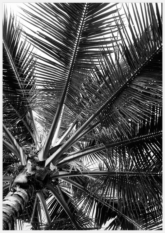 Tavla med Palm i svartvitt