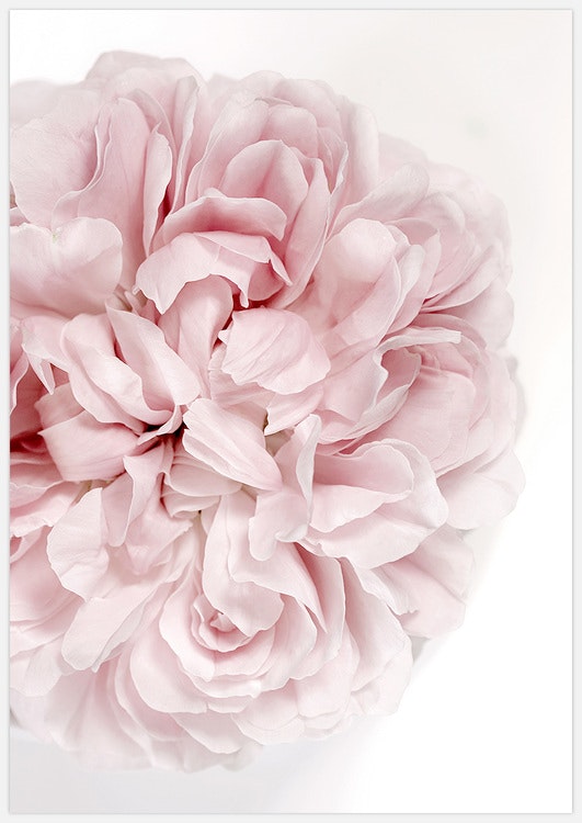Soft Pink Rose Art Print