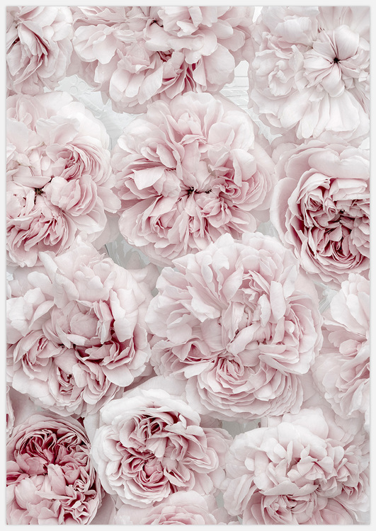 Tavla med rosa rosor, Soft Pink Roses 3 Art Print, foto Insplendor Art Studio i Sverige.