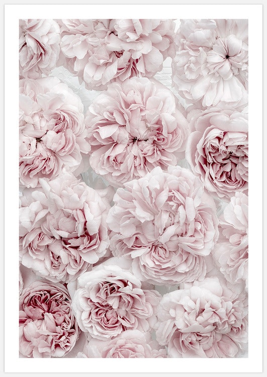 Soft Pink Roses 3 Art Print