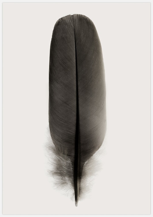 Tavelvägg Feathers inspiration – Fine Art Print