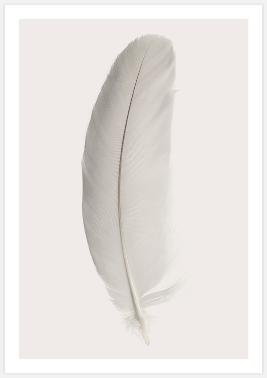 Tavelvägg Feathers inspiration – Fine Art Print