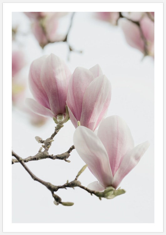 Tavelvägg Magnolia Love inspiration – Fine Art Print