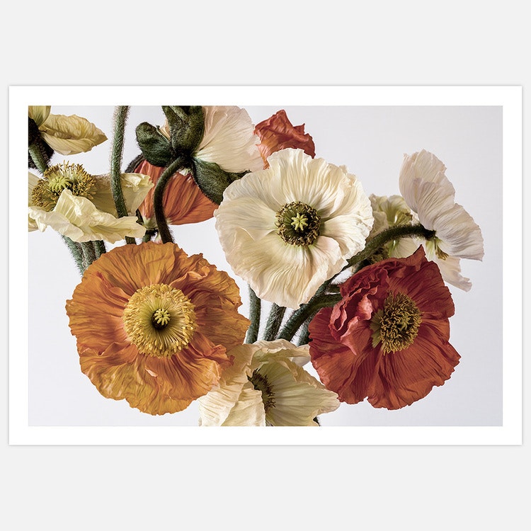 Light-coloured Poppies inspiration Art Print