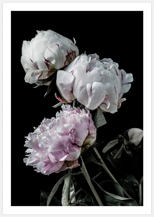 Tavelvägg Peony Dream inspiration – Fine Art Print