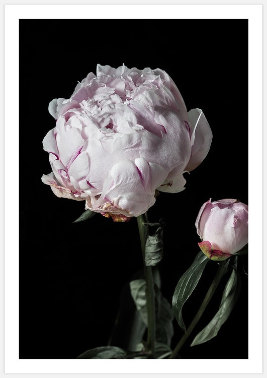 Tavelvägg Peony Dream inspiration – Fine Art Print