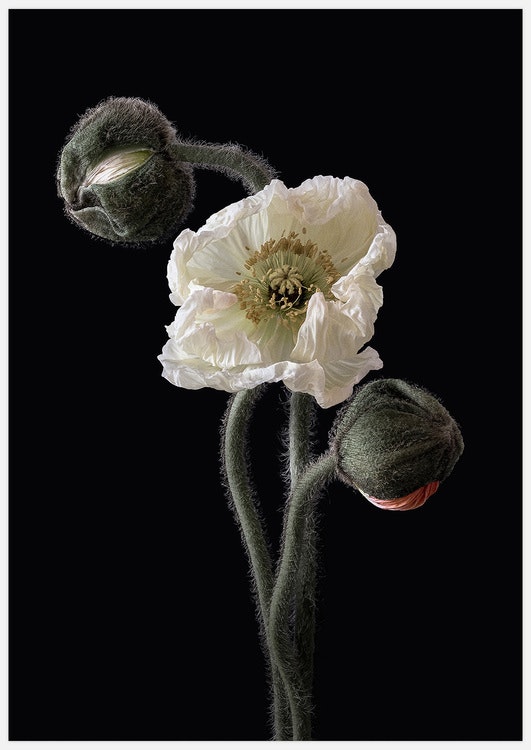 Tavelvägg Poppies inspiration Art Print