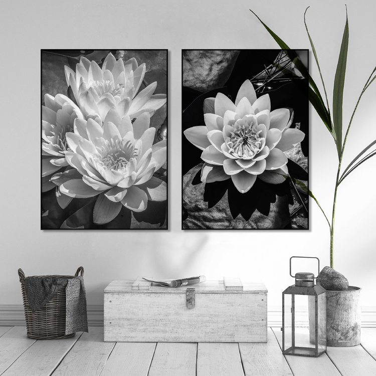 Water Lily Art B&W – Fine Art Print