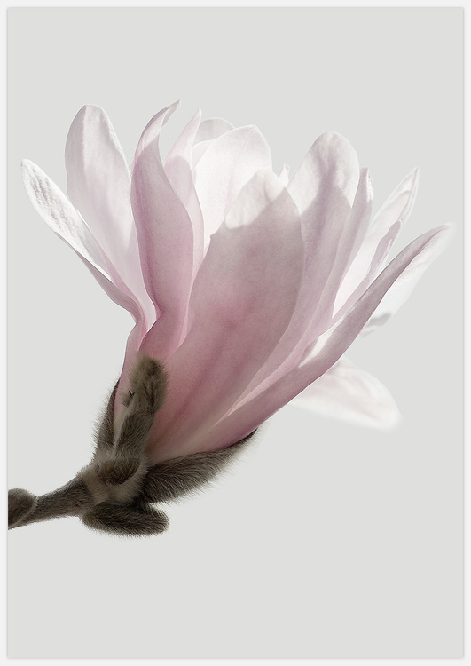 Beautiful Pink Magnolia – Fine Art Print