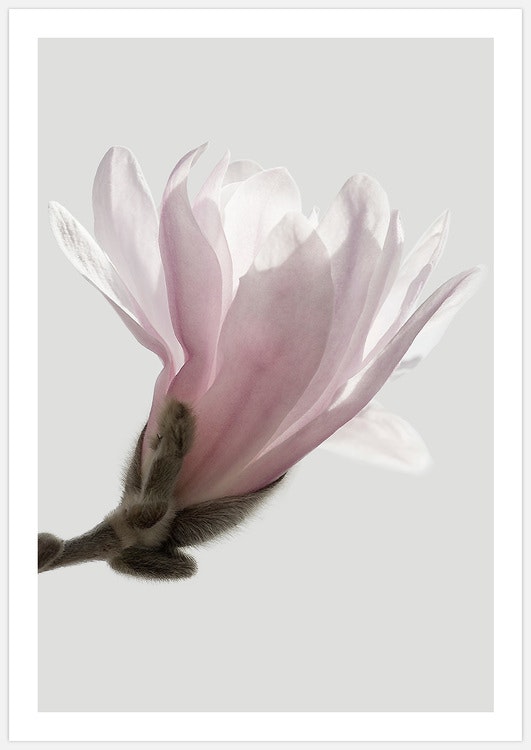 Tavla med Magnolia blomma. Foto Insplendor Art Studio i Sverige.