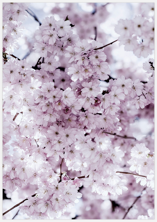 Cherry Blossom Tree – Fine Art Print