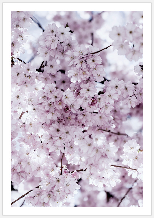Cherry Blossom Tree – Fine Art Print