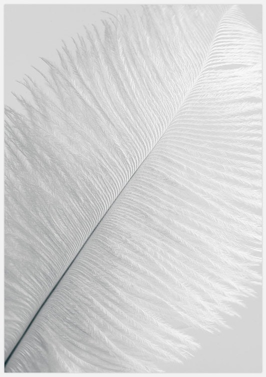 White Feather 1 Art Print