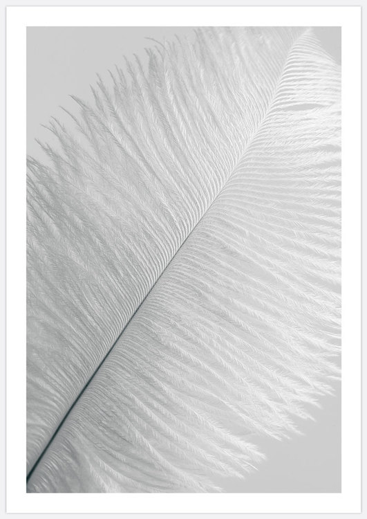 White Feather 1 Art Print