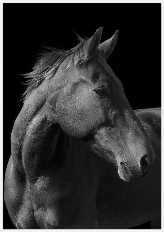 Horse black & white Art Print
