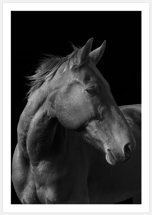 Hästtavla, Art Print Horse black & white, foto Insplendor Art Studio i Sverige.