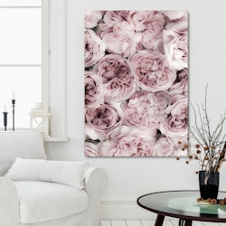 Pink Rose Bed Canvas