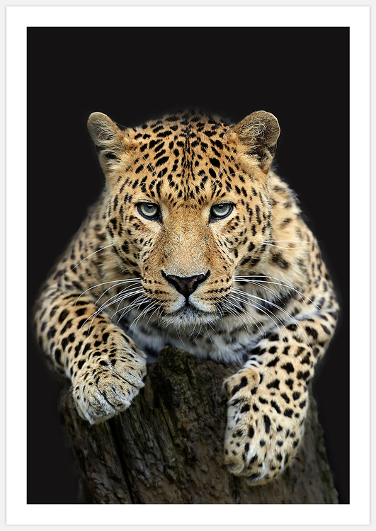 Leopard – Fine Art Print