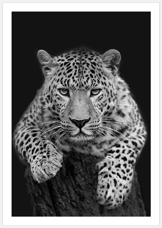 Leopard black & white – Fine Art Print