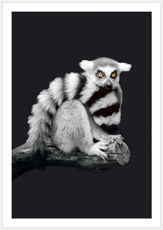 Lemur – Fine Art Print