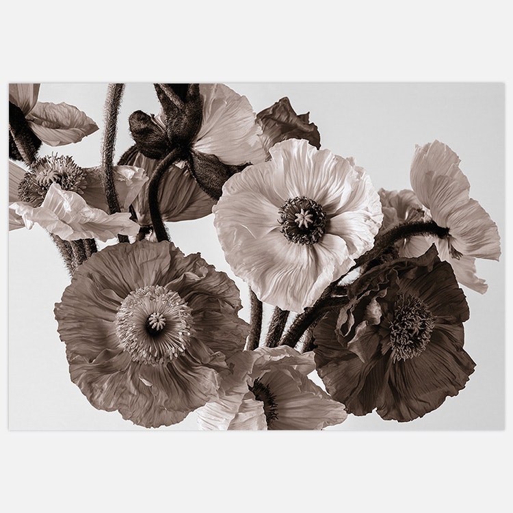 Poppies in sepia Art Print