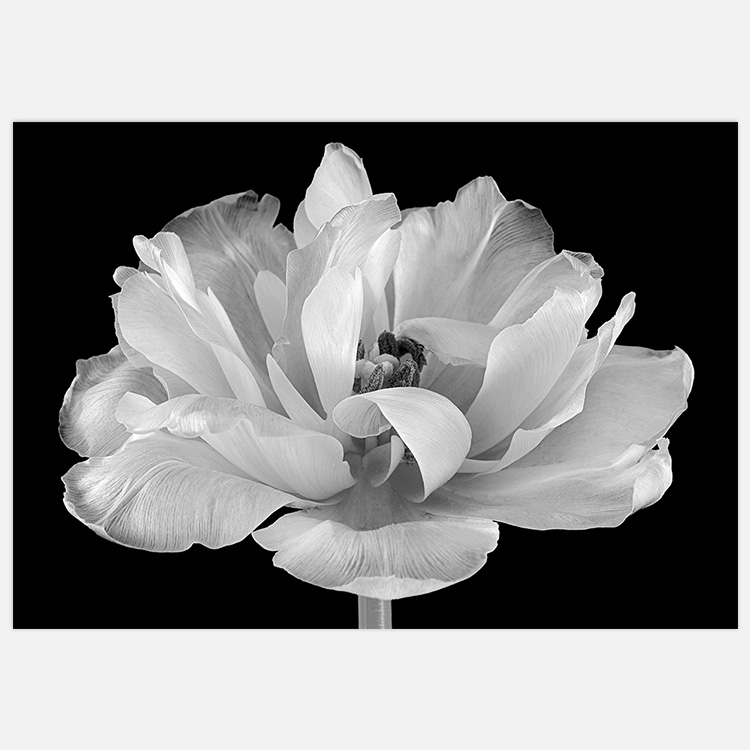 Tulpan tavla i svartvitt, blomma, botanisk fotokonst skapad av Insplendor Art Studio i Sverige.