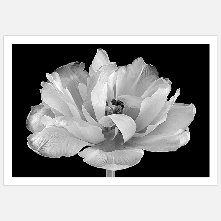 Produktbild på liggande tavla med tulpan i svartvitt och vit marginal, blomma, botanisk fotokonst skapad av Insplendor Art Studio i Sverige.